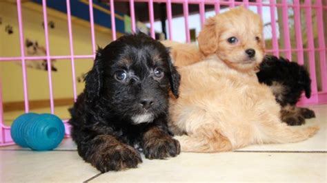 Cuddly Cavapoo Puppies For Sale Georgia Local Breeders Near Atlanta