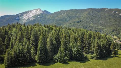 Landscape Panorama Pine Forest Free Stock Photo Public Domain Pictures
