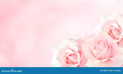 Banner With Three Pink Roses Stock Photo Image Of Ornamental Closeup