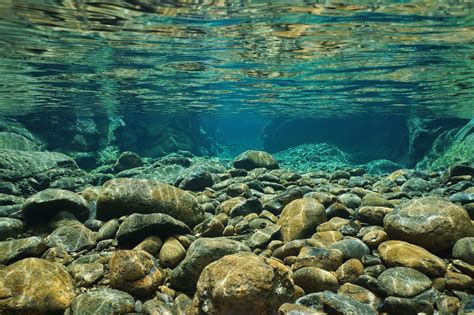Freshwater ecosystems can filter out pollution • Earth.com