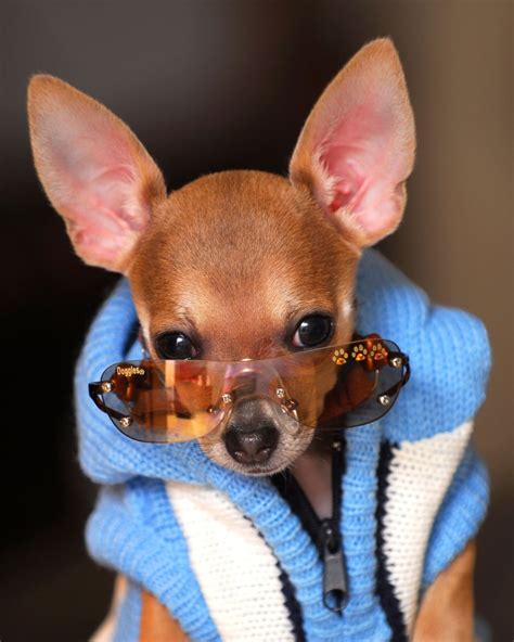 30 Cutest Chihuahua Dogs Love To Use Humans Stuff