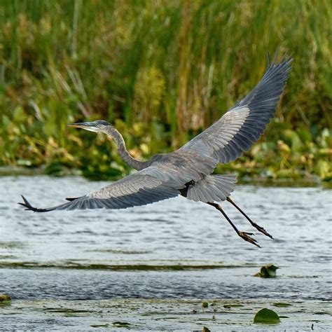 Great Blue Heron Bird Free Photo On Pixabay Pixabay