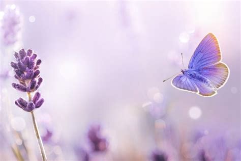 Purple Butterfly Meaning What Do Purple Butterflies Symbolize Color