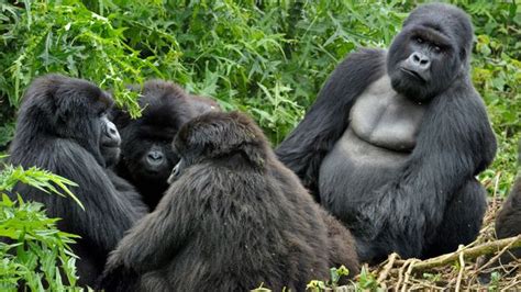 Bbc Earth Seemingly Peaceful Gorillas Join Mobs And Beat Up Rivals