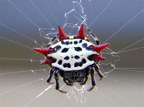 Spiny Orb Weaver Ez Gro Garden