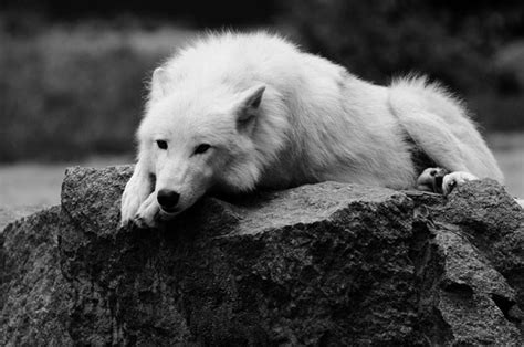 Arctic Wolf Therian Tumblr