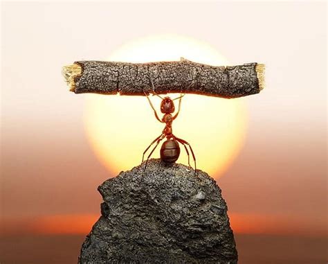 Mighty Ant Cute Humor Ant Funny Ants Animals Hd Wallpaper Peakpx