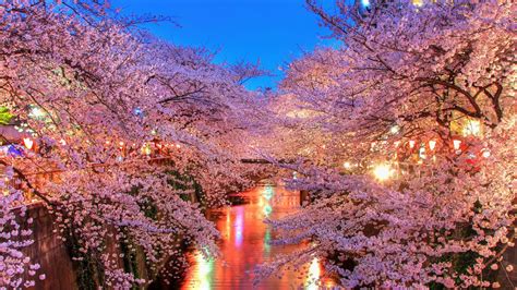 Full Hd Wallpaper Hanami River Sakura Japan Desktop Backgrounds Hd 1080p