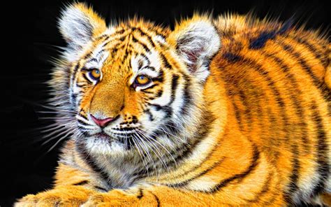 31 Animal Backgrounds Wallpapers Images Design Trends Premium