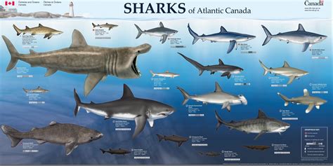Shark Week Get To Know The Sharks That Share Our Waters Blog Fx