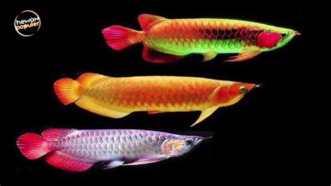 Budidaya ikan gapi (guppy, millions fish) yang unik dan cantik Ikan Termahal - Hobi Mancing