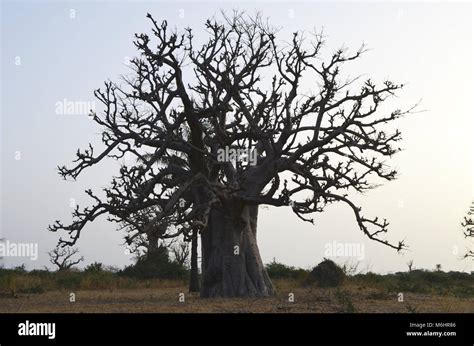 African Baobabs In The North African Savannah Senegal Region Of The Saloum River Delta Stock