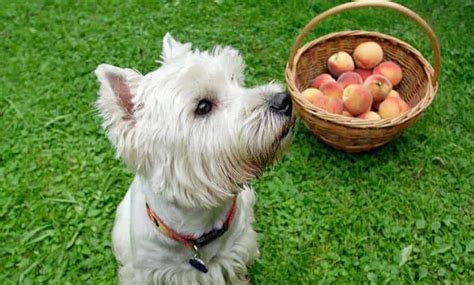 When it comes to any kind of fruit dogs want to eat, the answer is the same for all of them, moderation. Can Dogs Eat Peaches? Are Peaches Good for Dogs?