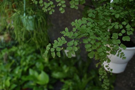 20 Gorgeous Indoor Shade House Plants Full And Partial Shade