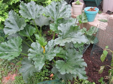 The skin is edible and adds color to your dish, but does add a slightly bitter taste to the zucchini. Biggest zucchini, started from seed. http://stlgarden ...