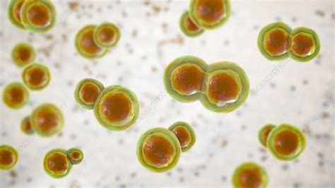 Blastomyces Fungus Illustration Stock Image F0360507 Science