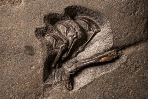 Pterosaur Fossil From Scotland Is Largest Jurassic Flier Ever Found New Scientist