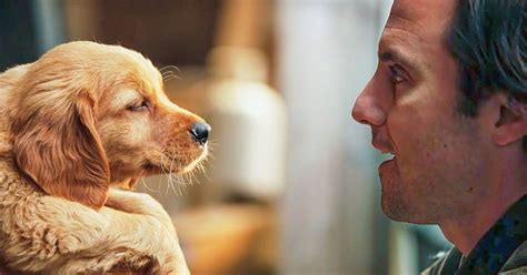 15 Películas Protagonizadas Por Perros Que Todos Los Amantes De Los Canes Deberían Ver Y