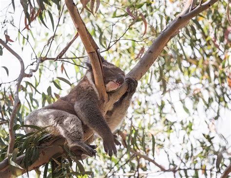 The 11 Best Places To See Wild Koalas In Australia — Walk My World
