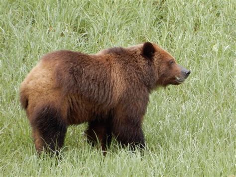 Hunting Grizzly Bears With Camera Manzanillo Sun