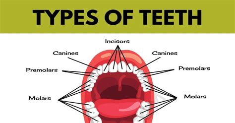 Teeth Names Types Of Teeth Names Of Teeth In English With Pictures