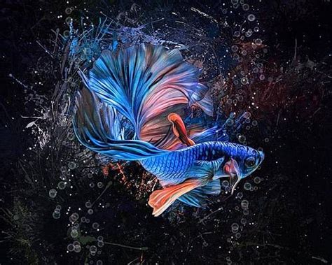 Mysterious Blue Betta Fish Aquatic Portrait Print By Scott Wallace