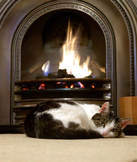Here are a few common cat sleeping positions and what they might tell us about our cats. Cat Positions and What They Mean | Relaxed