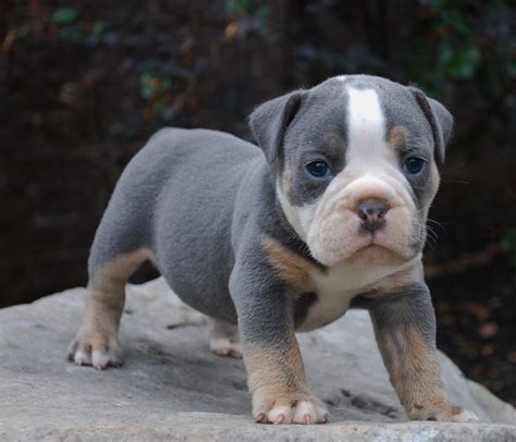 Breeding only the very best blue english bulldogs & frenchie puppies. Olde English Bulldogge Puppy Colors | Olde South Bulldogges