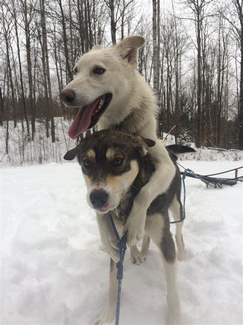 Meet 20 Pups Currently In Training For The Iditarod Alaskas Iconic