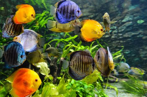 Green Fish Tanks Eco Friendly Aquarium Cleaning Hacks