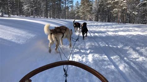Husky Dog Sledding Tour In Rovaniemi Finland Stock Photo Image Of