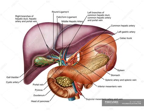 Anatomy Of Liver With Stomach And Pancreas Digestive System Portal Veins Stock Photo