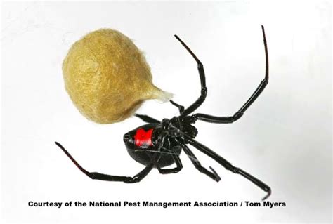 Black widow is an upcoming american superhero film based on the marvel comics character of the black widow is scheduled to be released in the united states on july 9, 2021, simultaneously in the character to grow into her more mature form from the latter film, after earlier mcu films had depicted. Spiders 101: Types of Spiders & Spider Identification