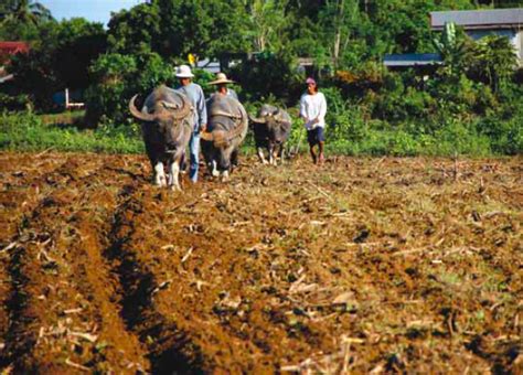 Carabao Farming