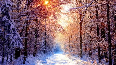 winter forest wallpapers top  winter forest backgrounds