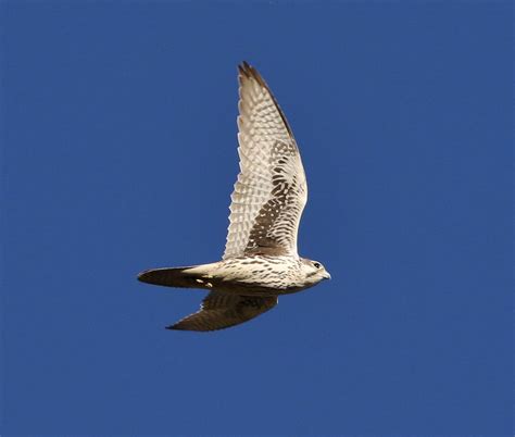 Prairie Falcon Falco Mexicanus 26 Oct 2018 Ca Sd Co Lag Flickr