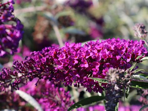 Буддлея (buddleia l.) sommerflieder — buddleja marrubifolia, blütenstand systematik asteriden euasteriden i … Sommerflieder / Schmetterlingsstrauch 'Nanho Purple ...