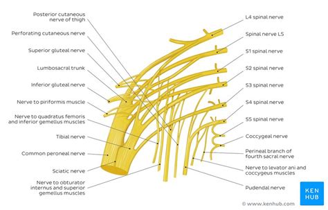 Sacral Plexus Anatomy Branches And Mnemonics Kenhub