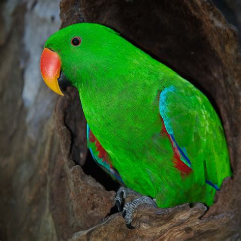 Natural History Australian Parrots