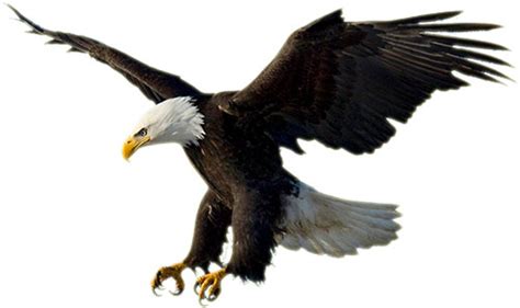 Different styles of eagle png images. Free America Patriotic Gifs - American Patriotic Clipart