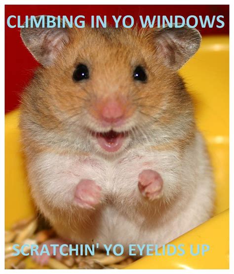 Quotes About Hamsters 37 Quotes