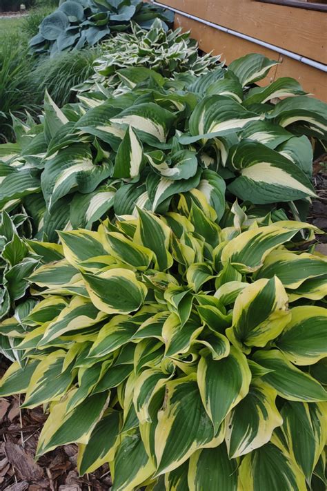 How To Keep Hostas Healthy All Summer Long Even After They Bloom