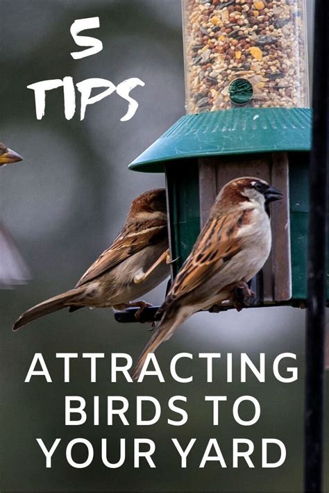 Birds In The Garden 5 Tips For Attracting Birds To Your Yard