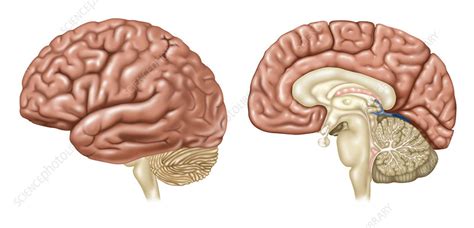 Brain Lateral And Sagittal Views Stock Image F0318197 Science
