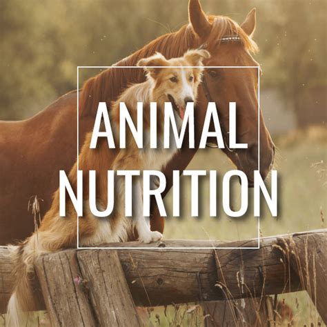 Animal Nutrition Cambrian Solutions Inc
