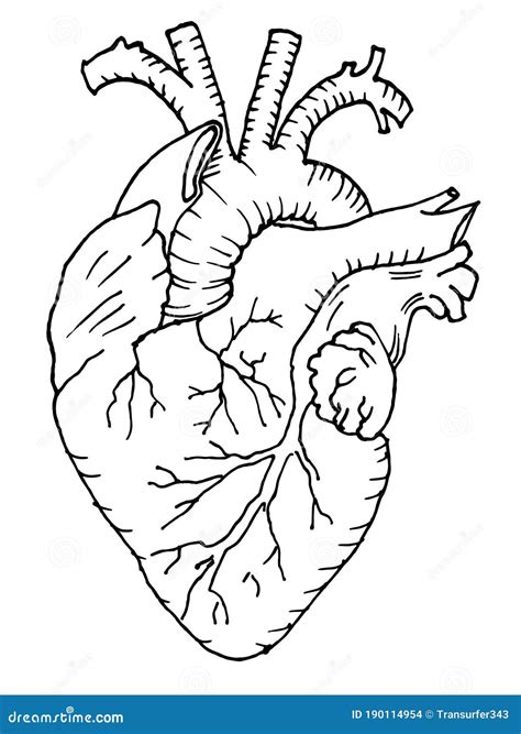 Contour Vector Outline Drawing Of Human Heart Organ Cartoondealer