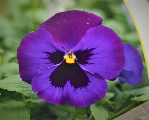 Pansy Flower Plant Free Photo On Pixabay Pixabay