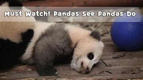 Must Watch 3 Pandas See Pandas Do Ipanda Youtube