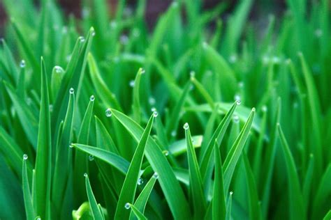 Free Download Green Grass Hd Wallpapers