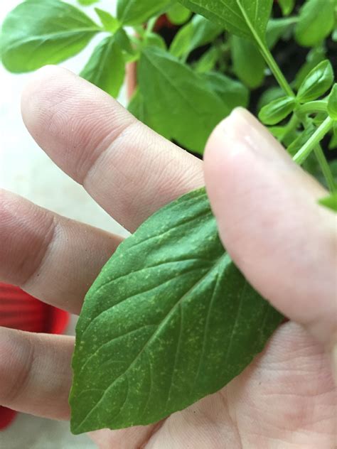 But this weekend i noticed that around the. Basil | How to treat white spots on my basil plant?